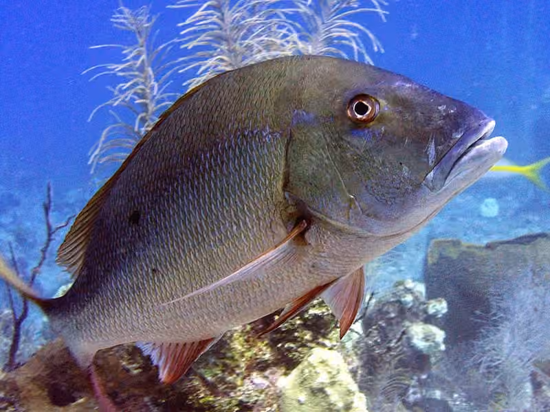 Dokumentasi Lutjanus analis