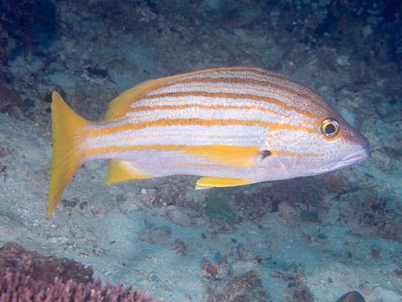 Dokumentasi Lutjanus carponotatus