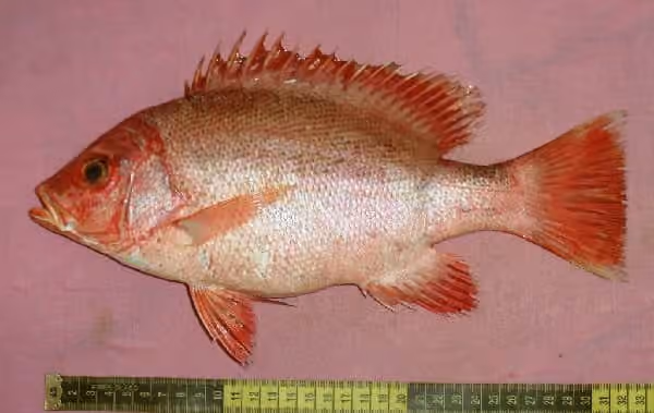 Dokumentasi Lutjanus erythropterus