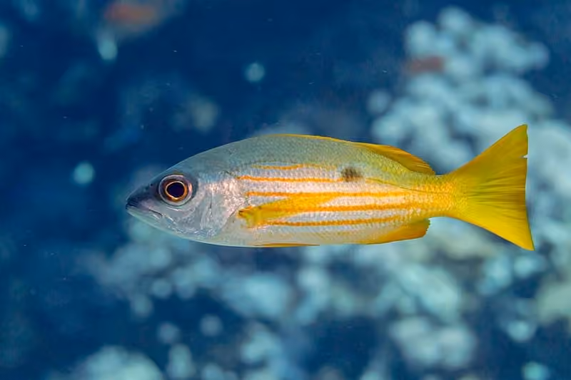 Dokumentasi Lutjanus fulviflamma