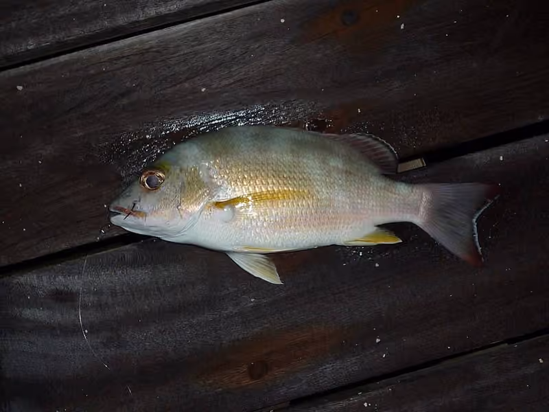 Dokumentasi Lutjanus fulvus