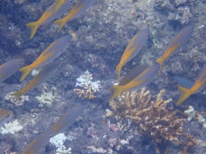 Dokumentasi Lutjanus inermis
