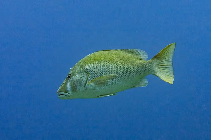 Dokumentasi Lutjanus jocu