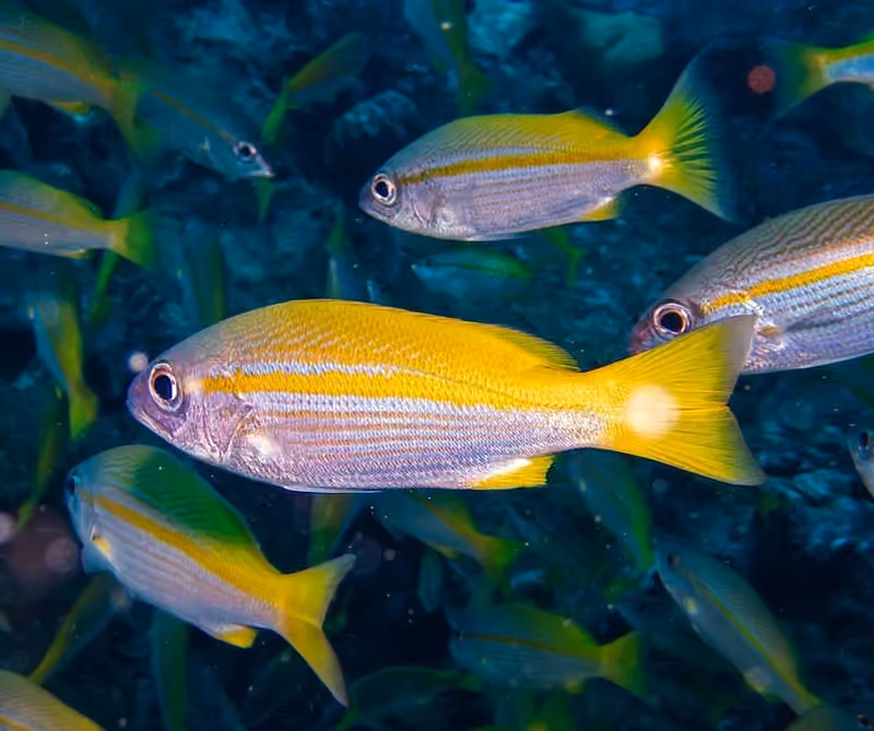 Dokumentasi Lutjanus lutjanus