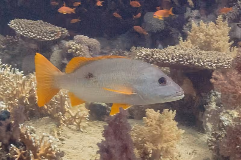 Dokumentasi Lutjanus monostigma
