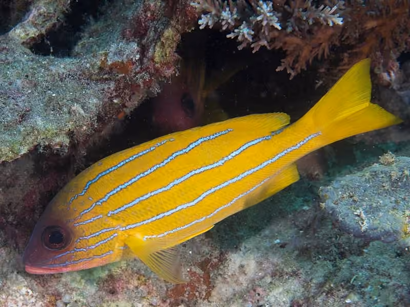 Dokumentasi Lutjanus quinquelineatus