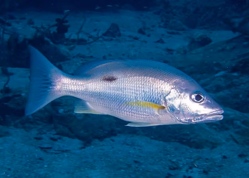 Dokumentasi Lutjanus russellii