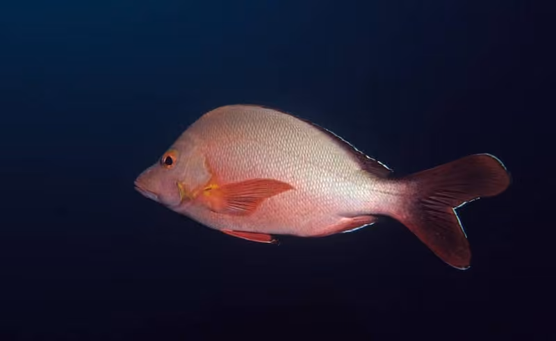 Dokumentasi Lutjanus sanguineus