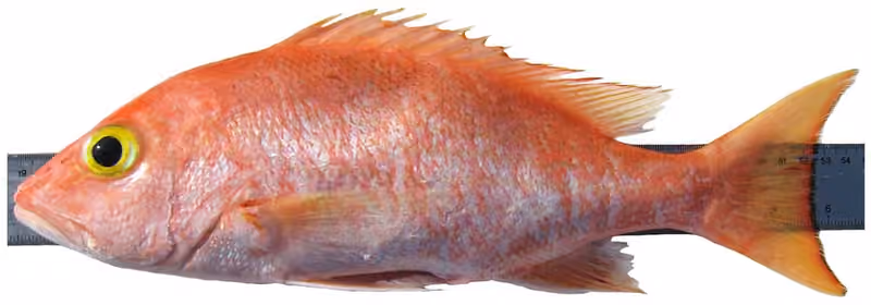 Dokumentasi Lutjanus vivanus