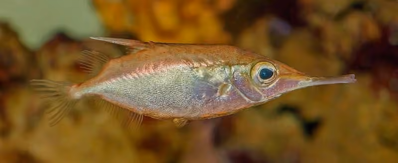 Dokumentasi Macroramphosus scolopax