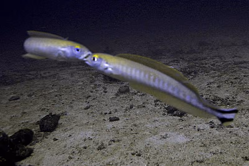 Dokumentasi Malacanthus brevirostris
