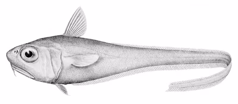 Ilustrasi dokumenter Malacocephalus laevis.