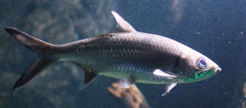 Dokumentasi Megalops cyprinoides