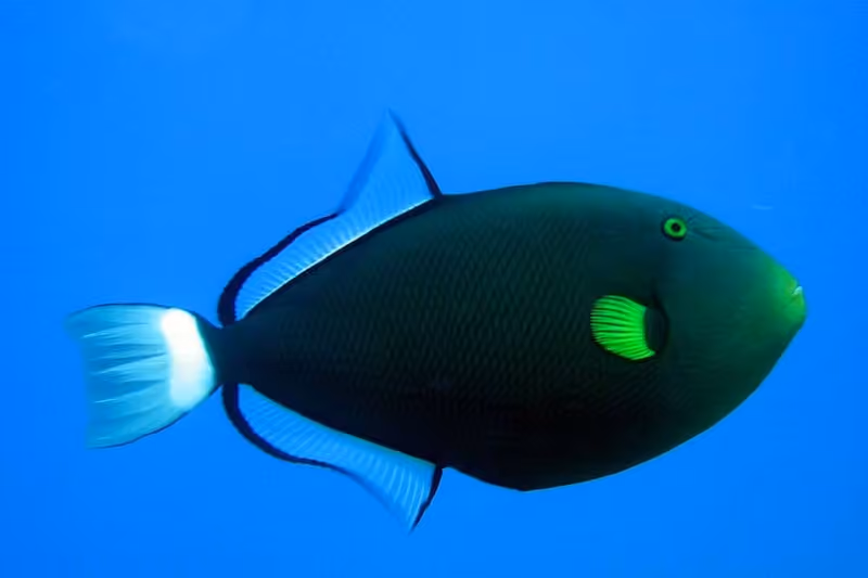 Dokumentasi Melichthys vidua
