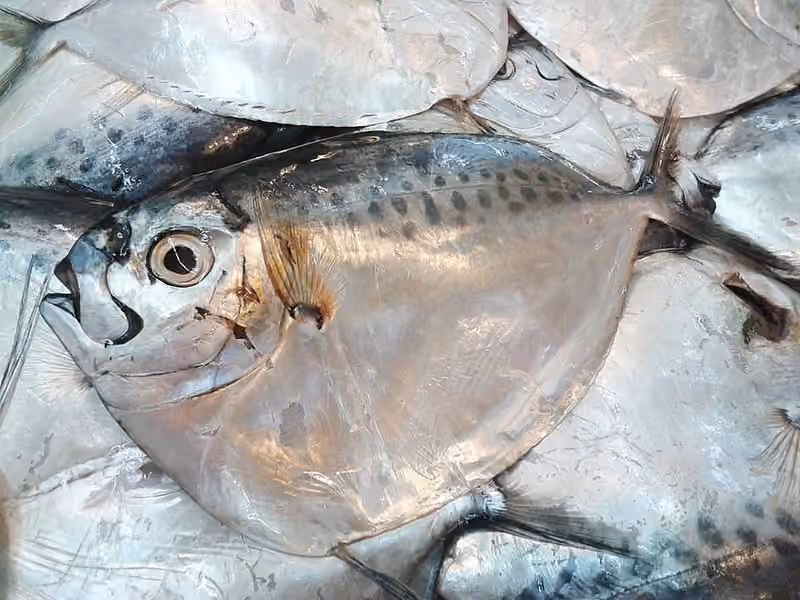 Dokumentasi Mene maculata