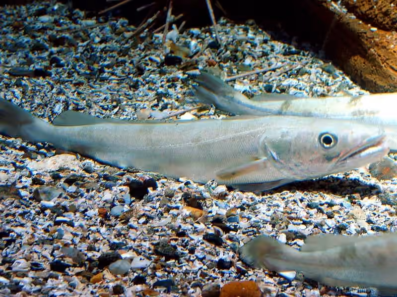 Dokumentasi Merluccius merluccius