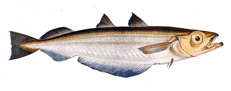 Ilustrasi dokumenter Micromesistius poutassou.