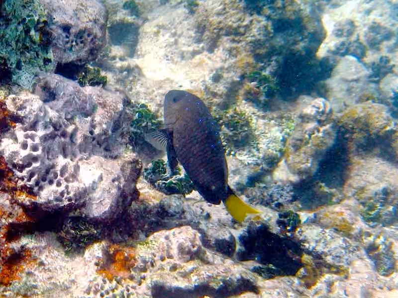 Dokumentasi Microspathodon chrysurus