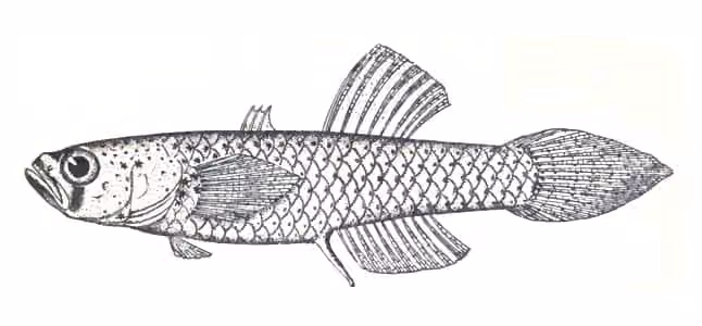 Ilustrasi dokumenter Mistichthys luzonensis.