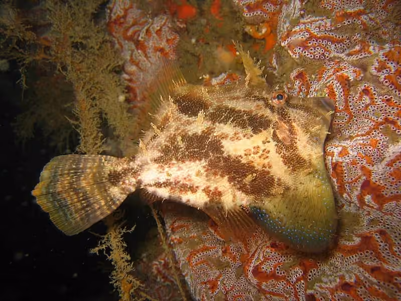 Dokumentasi Monacanthus chinensis
