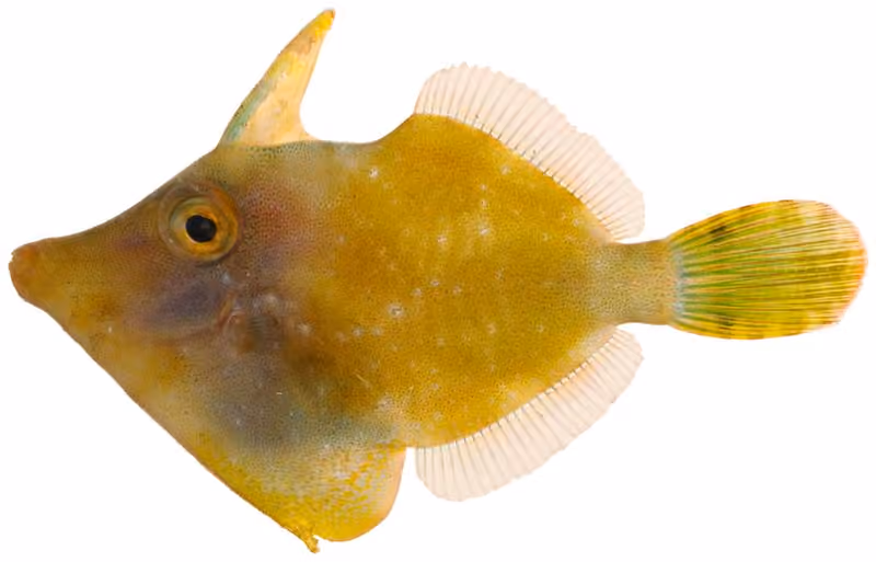 Dokumentasi Monacanthus ciliatus