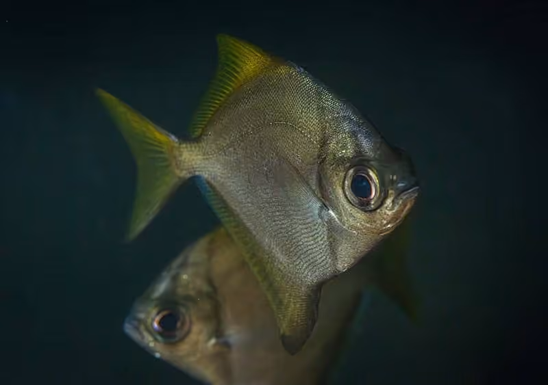 Dokumentasi Monodactylus argenteus
