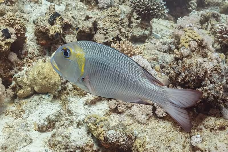 Dokumentasi Monotaxis grandoculis