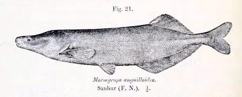 Ilustrasi dokumenter Mormyrops anguilloides.