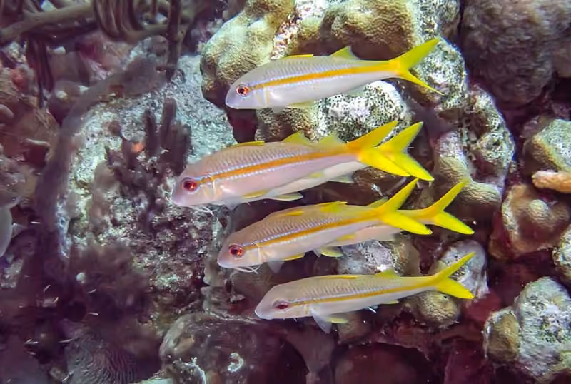 Dokumentasi Mulloidichthys martinicus