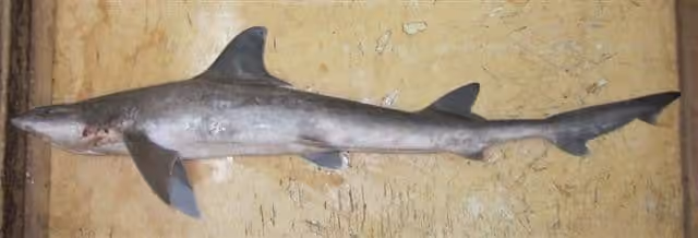 Dokumentasi Mustelus mosis