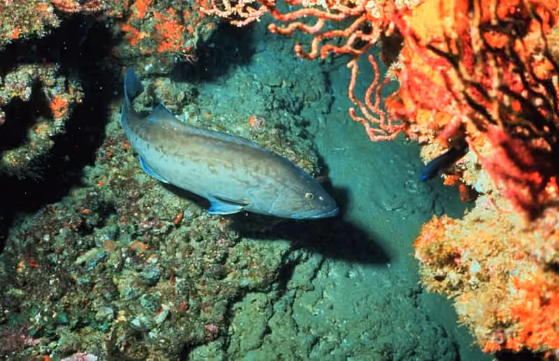 Dokumentasi Mycteroperca microlepis