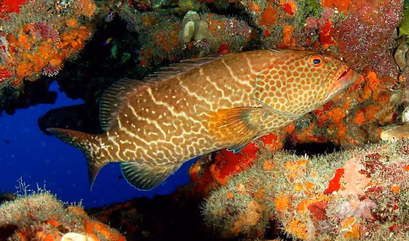 Dokumentasi Mycteroperca tigris