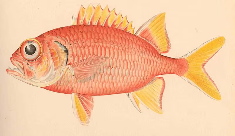 Ilustrasi dokumenter Myripristis chryseres.