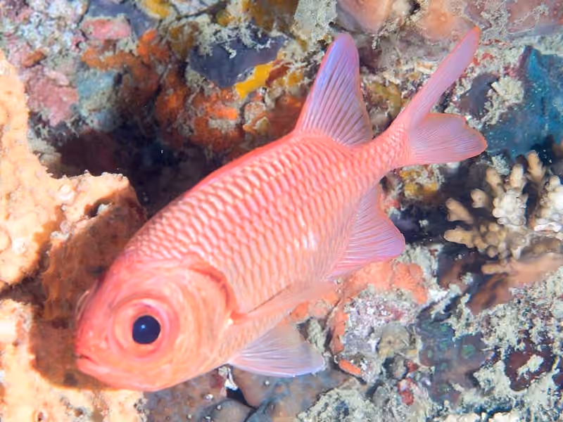 Dokumentasi Myripristis hexagona