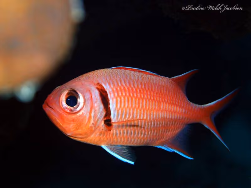 Dokumentasi Myripristis jacobus