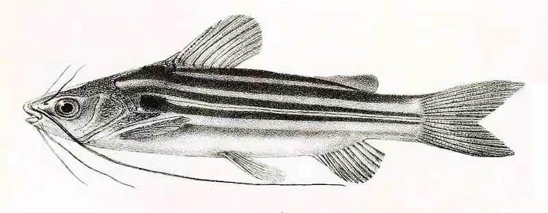 Ilustrasi dokumenter Mystus vittatus.