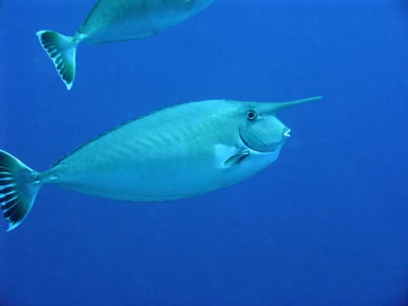 Dokumentasi Naso annulatus