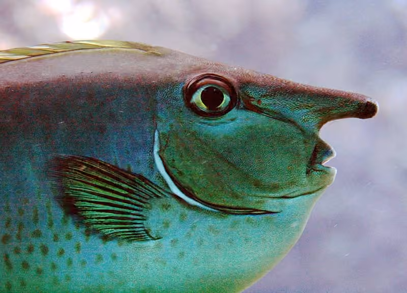 Dokumentasi Naso brevirostris
