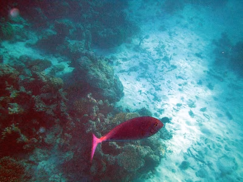 Dokumentasi Naso hexacanthus