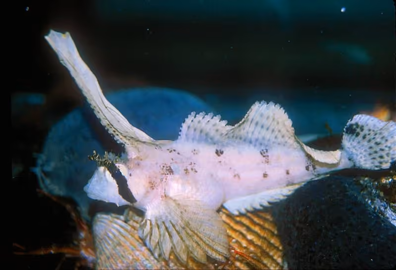 Sebagian tubuh Nautichthys oculofasciatus dalam bingkai foto.