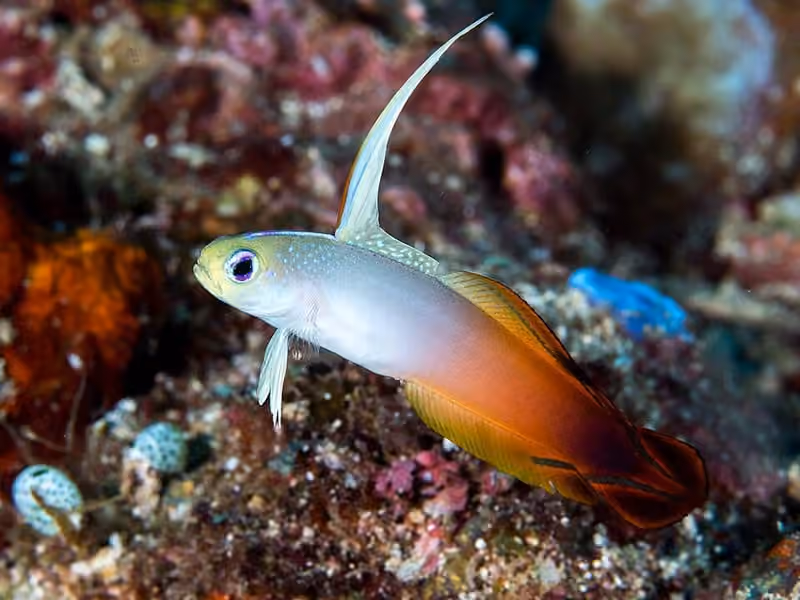 Dokumentasi Nemateleotris magnifica