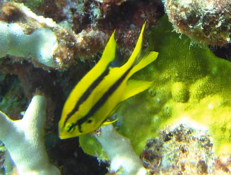 Dokumentasi Neoglyphidodon nigroris