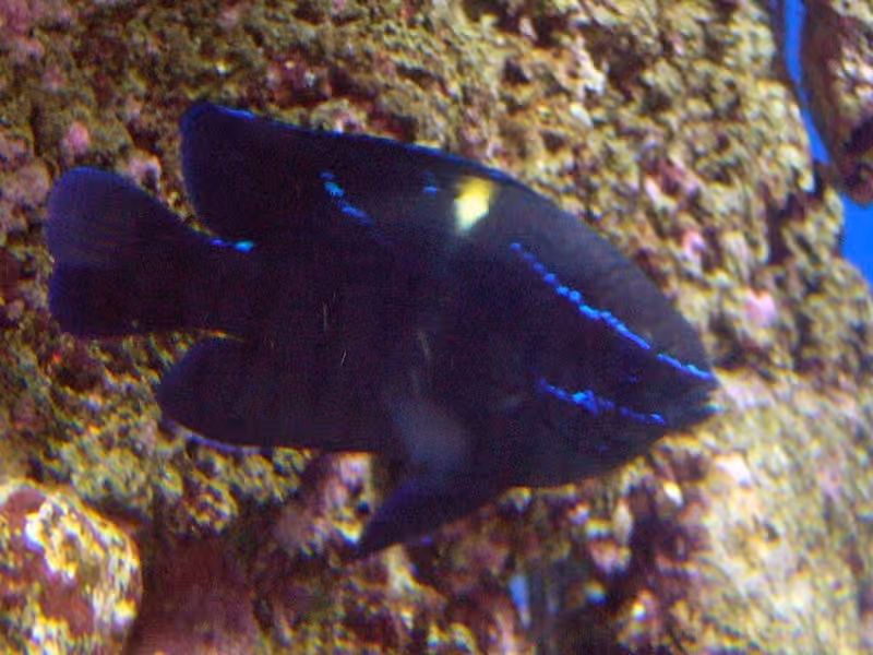 Dokumentasi Neoglyphidodon oxyodon