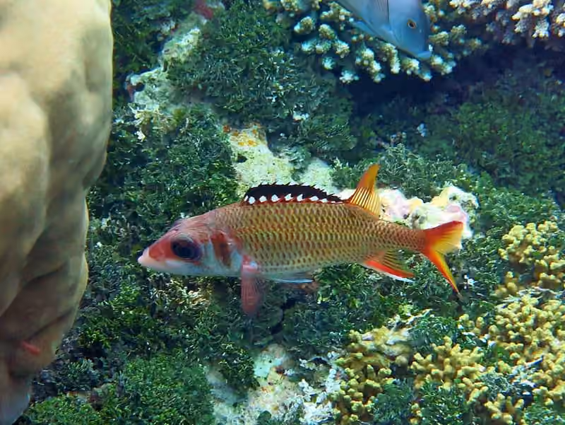 Dokumentasi Neoniphon opercularis