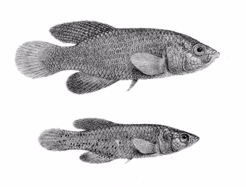 Lembar ilustrasi dokumenter Nothobranchius orthonotus dengan beberapa gambar dan detail.