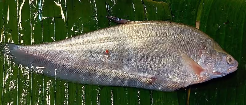 Dokumentasi Notopterus notopterus