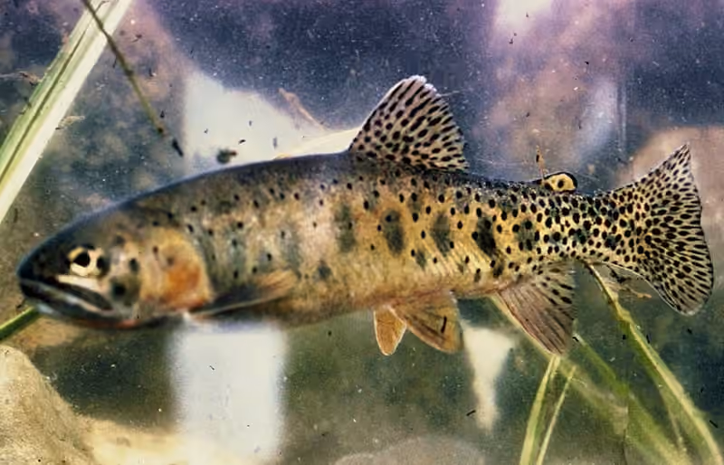 Dokumentasi Oncorhynchus clarkii
