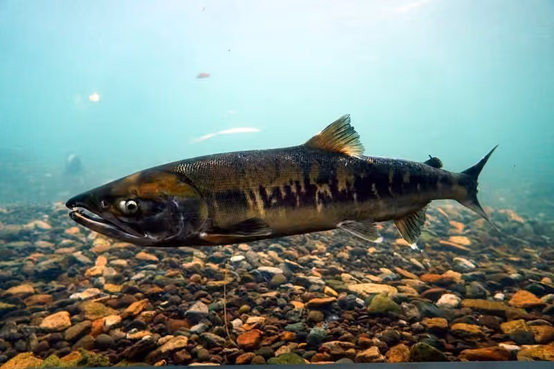 Dokumentasi Oncorhynchus keta