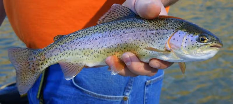Dokumentasi Oncorhynchus mykiss