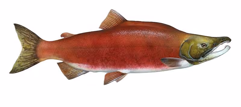 Ilustrasi dokumenter Oncorhynchus nerka.